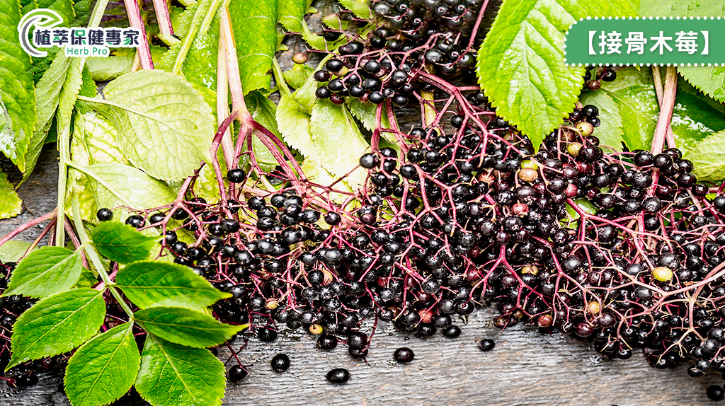 接骨木莓具豐富營養！被製成草藥、糖漿 用於緩解病痛